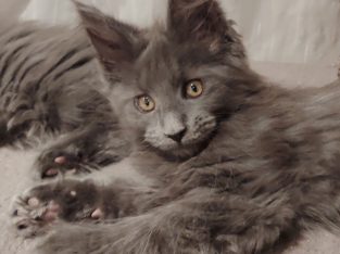 Maine Coon cica
