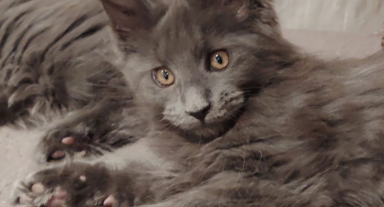 Maine Coon cica
