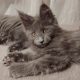 Maine Coon cica