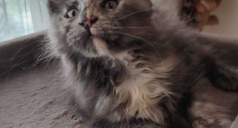 Eladó Maine Coon kislány