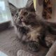 Eladó Maine Coon kislány