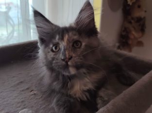 Eladó Maine Coon kislány
