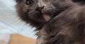 Eladó Maine Coon kislány