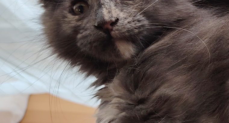 Eladó Maine Coon kislány