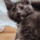 Eladó Maine Coon kislány