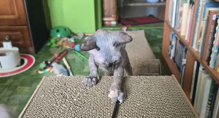 Kanadai Szfinx