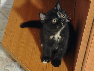 Brit rövidszőrű fekete tortie