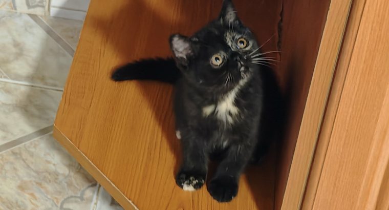 Brit rövidszőrű fekete tortie