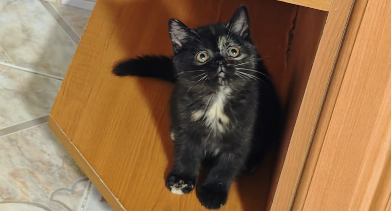 Brit rövidszőrű fekete tortie