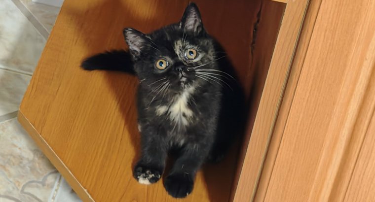 Brit rövidszőrű fekete tortie
