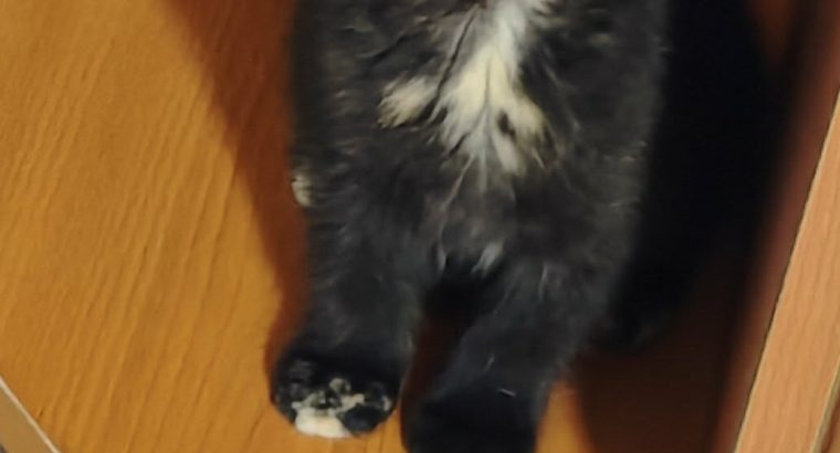 Brit rövidszőrű fekete tortie