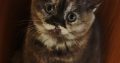 Brit rövidszőrű csokoládé tortie