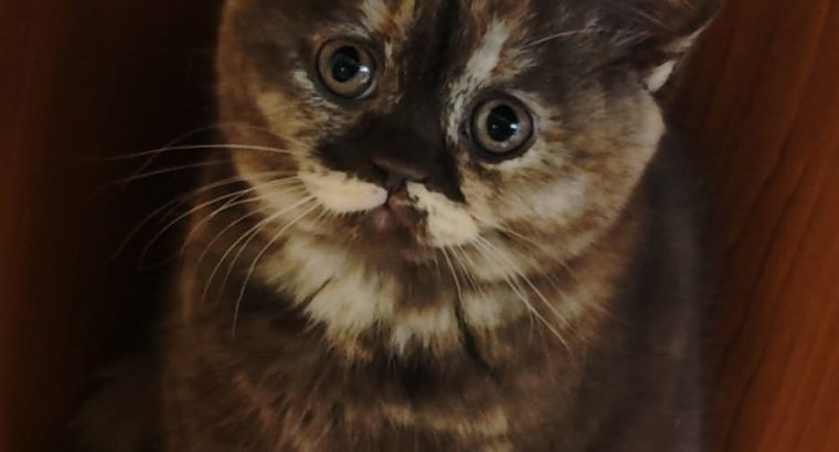 Brit rövidszőrű csokoládé tortie