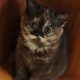 Brit rövidszőrű csokoládé tortie