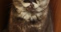 Brit rövidszőrű csokoládé tortie