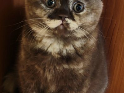 Brit rövidszőrű csokoládé tortie