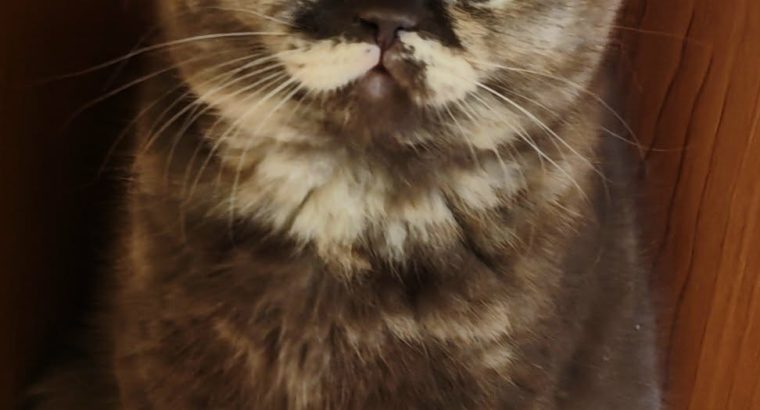 Brit rövidszőrű csokoládé tortie