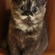Brit rövidszőrű csokoládé tortie