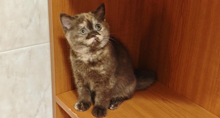 Brit rövidszőrű csokoládé tortie