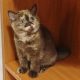 Brit rövidszőrű csokoládé tortie