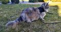 Eladó nőstény Maine Coon