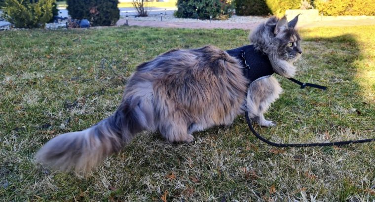 Eladó nőstény Maine Coon