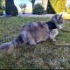 Eladó nőstény Maine Coon