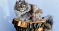 Eladó nőstény Maine Coon