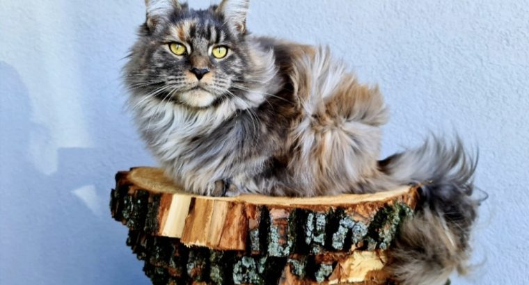 Eladó nőstény Maine Coon