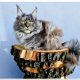Eladó nőstény Maine Coon