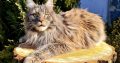 Eladó nőstény Maine Coon