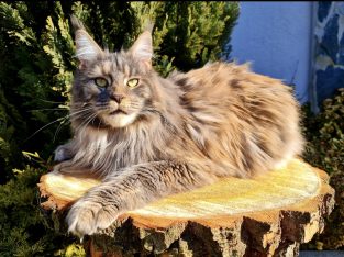Eladó nőstény Maine Coon