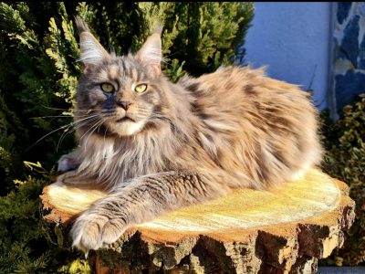 Eladó nőstény Maine Coon