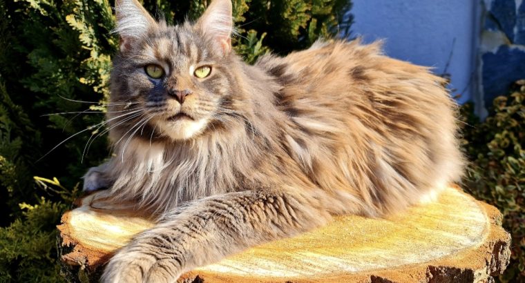 Eladó nőstény Maine Coon