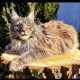 Eladó nőstény Maine Coon