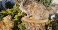 Eladó nőstény Maine Coon