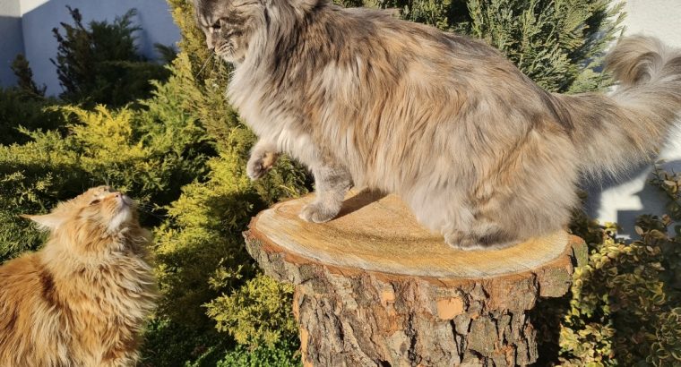 Eladó nőstény Maine Coon