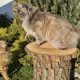 Eladó nőstény Maine Coon
