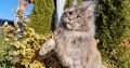Eladó nőstény Maine Coon