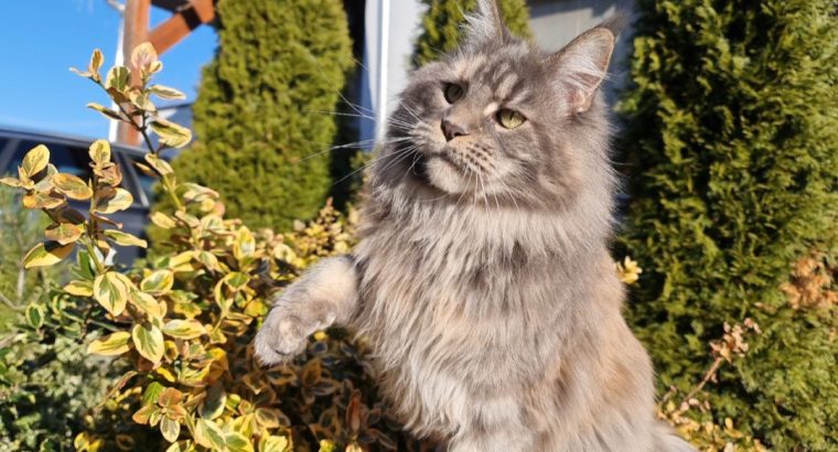 Eladó nőstény Maine Coon