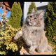 Eladó nőstény Maine Coon
