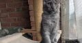 Maine Coon kandúr