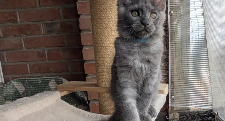 Maine Coon kandúr