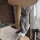 Maine Coon kandúr