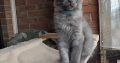 Maine Coon kandúr