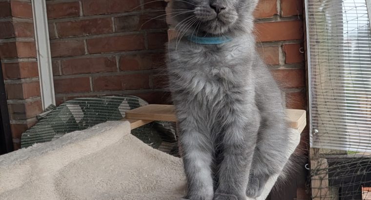 Maine Coon kandúr