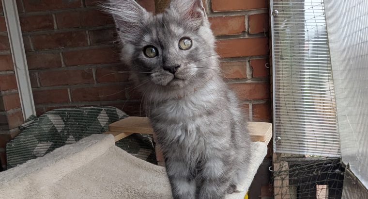Maine Coon kandúr