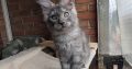 Maine Coon kandúr