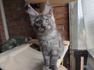 Maine Coon kandúr