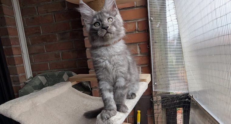 Maine Coon kandúr